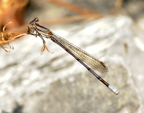 Male (A. f. violacea)
2010_05_19_Chattooga